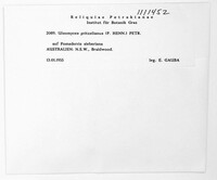 Elsinoe pritzeliana image